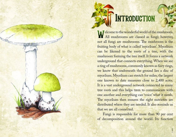 mushroom-oracle-card-deck-tarot-introduction