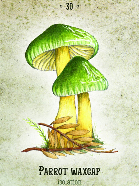 mushroom-oracle-card-deck-tarot-parrot-wax-cap