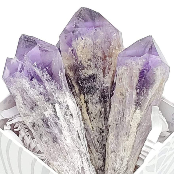 3 dragon tooth amethyst points